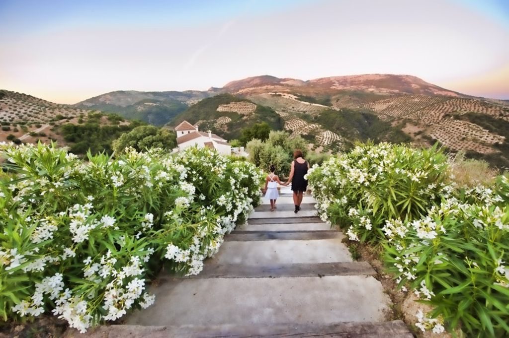 A path lined with agapanthus