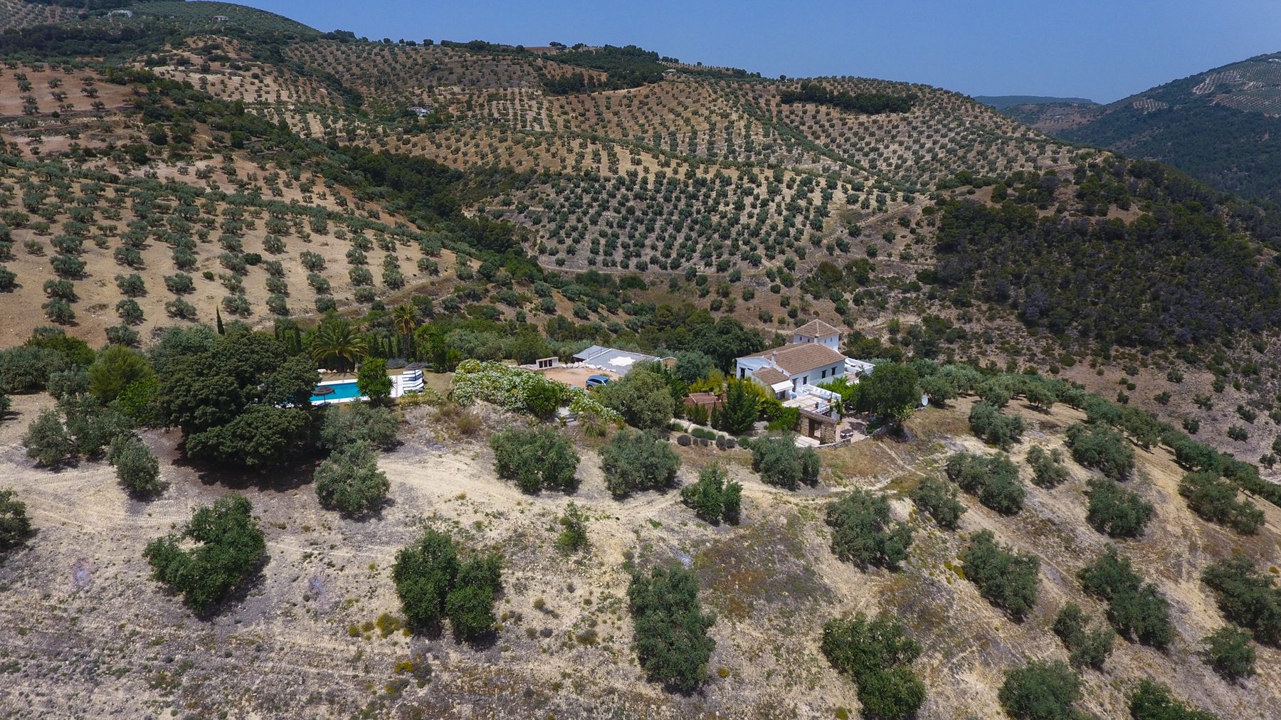 A sea of olives to the horizon
