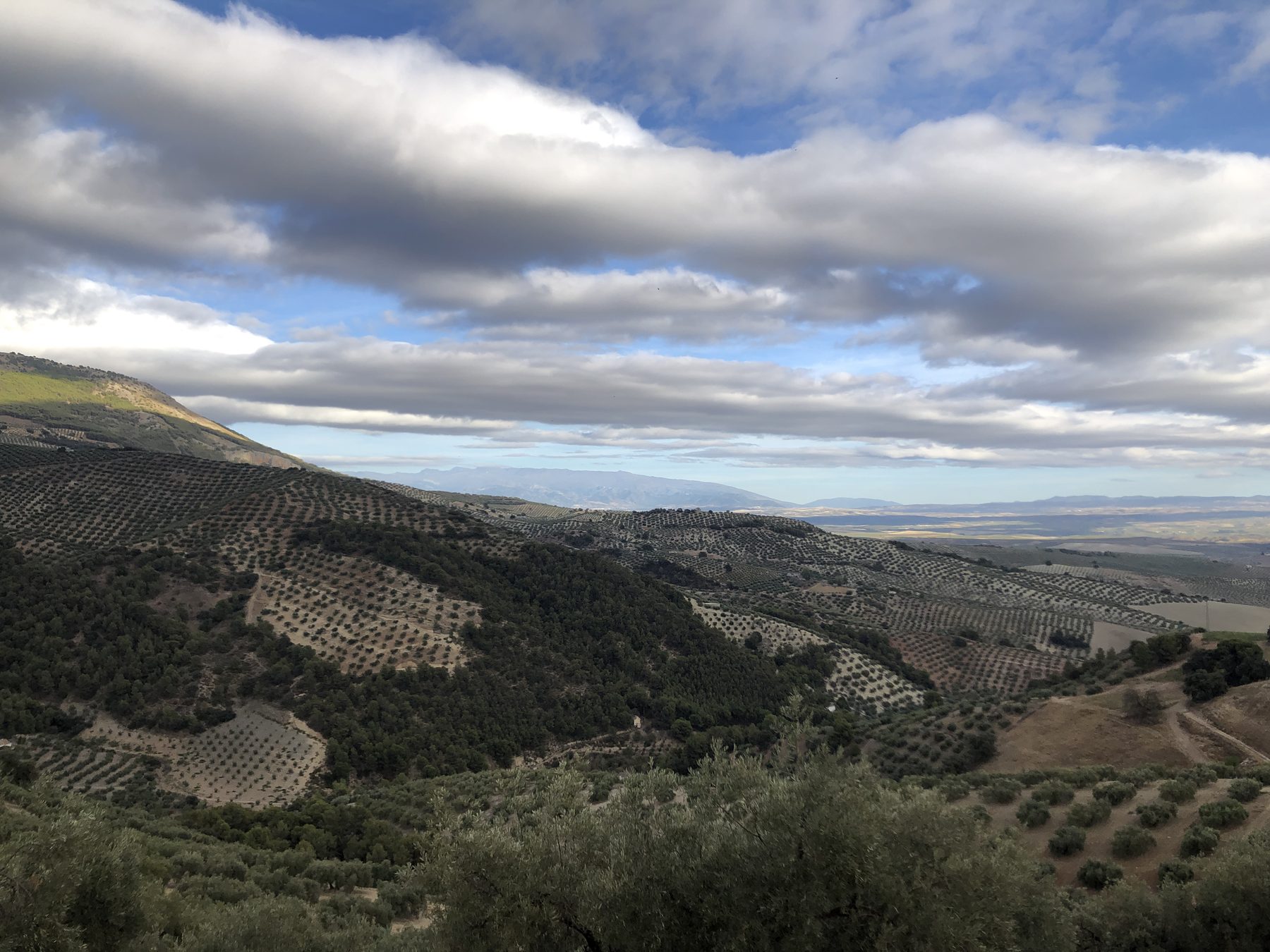 The view across the olive valley